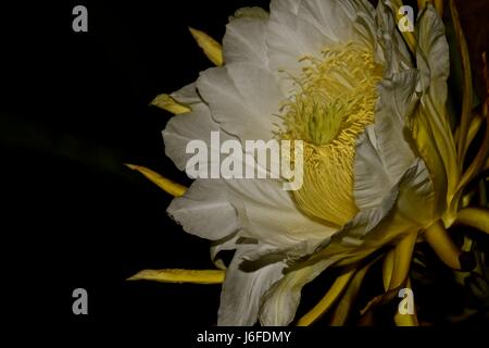 Dragon Fruit flower, aka pitaya, only blooms at night for only 8 hours. Stock Photo