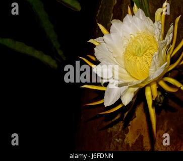 Dragon Fruit flower, aka pitaya, only blooms at night for only 8 hours. Stock Photo