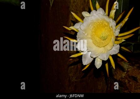 Dragon Fruit flower, aka pitaya, only blooms at night for only 8 hours. Stock Photo