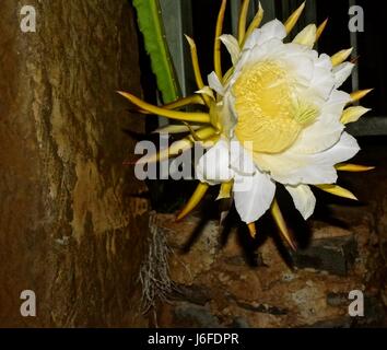 Dragon Fruit flower, aka pitaya, only blooms at night for only 8 hours. Stock Photo