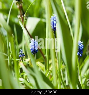 Muscari aucheri 'Blue Magic' , Grape hyacinth - March Stock Photo