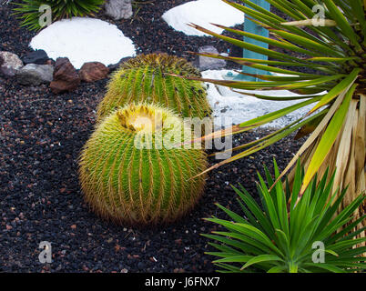 Large cacti in a hotel flower bed in Tennerife. Planted in a volcanic rock substrate and relieved with white painted rocks they make a striking image Stock Photo