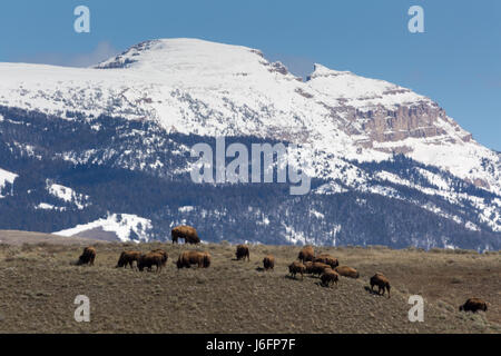 A herd of bison grazing below the Sleeping Indian of the Gros Ventre Mountains. Grand Teton National Park, Wyoming Stock Photo