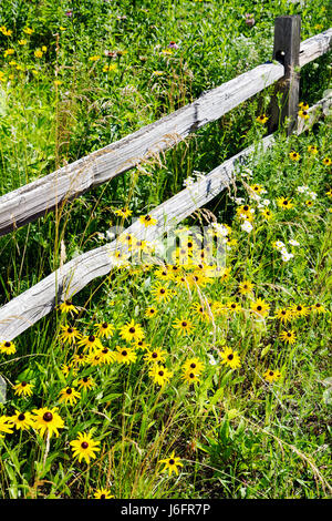 Kenosha Wisconsin,Kansasville,Richard Bong State Recreation Area,prairie flower flowers,yellow,park,vegetation,wood fence,rustic,visitors travel trave Stock Photo