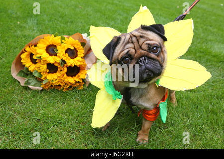 London, UK. 21st May, 2017. Cedric the Pug in his Sunflower outfit at the Inner Temple Garden Dog Show best floral outfit competition, part of the Chelsea Flower Show fringe, celebrating the bond between Gardener and Dog. Credit: Paul Brown/Alamy Live News Stock Photo