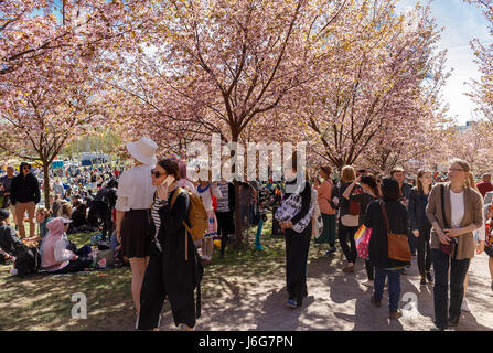 Hanami festival at Roihuvuori Cherry Park in Helsinki Finland 2022 Stock  Photo - Alamy