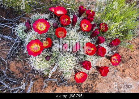 Desert Cactus Flower Bloom during Spring in South Utah Stock Photo