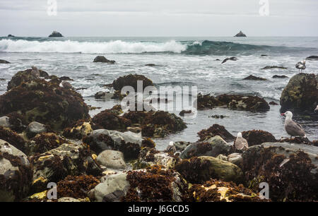 Seagulls resting upon seaweed-covered rocks on the coast of California, as waves roll in on a cool and cloudy winter day. Stock Photo
