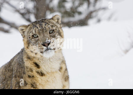 snow leopard or ounce (Panthera uncia) Stock Photo