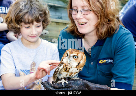 Roanoke Virginia,Mill Mountain Zoo,screech owl,bird,animal,trainer,girl girls,youngster,female kids children student students touch,VA080504031 Stock Photo