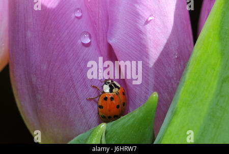 insect beetle spring dew dewdrop drop drip drops seeping sopping drips ladybug Stock Photo