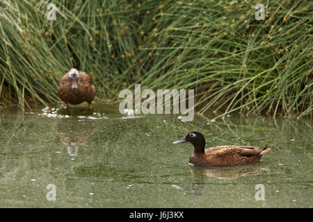 Laysan duck (Anas laysanensis) Stock Photo
