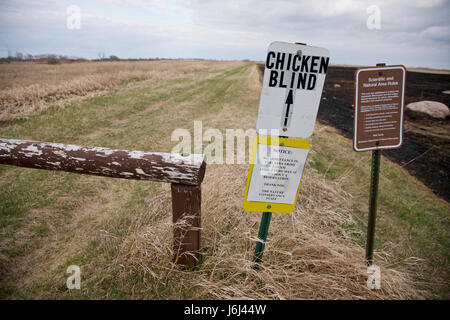 Minnesota, Bluestem Prairie preserve, greater prairie chicken or pinnated grouse (Tympanuchus cupido) Stock Photo