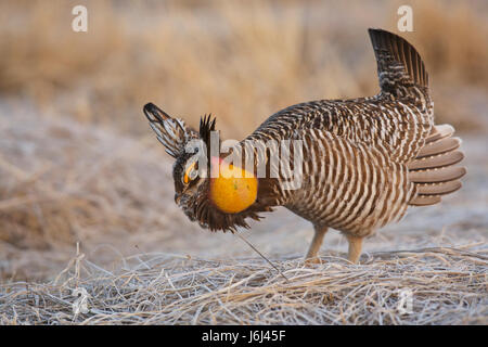 greater prairie chicken or pinnated grouse (Tympanuchus cupido) Stock Photo