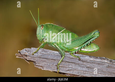 Nymph of a garden locust (Acanthacris ruficornis) on a branch, South Africa Stock Photo