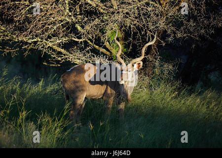 Big male kudu antelope (Tragelaphus strepsiceros) in natural habitat, South Africa Stock Photo