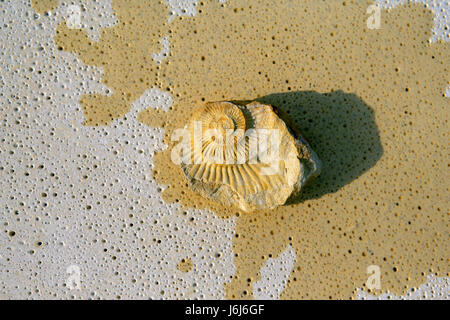 graphic shell spiral fossil conspicuous pictographic transparent backdrop Stock Photo