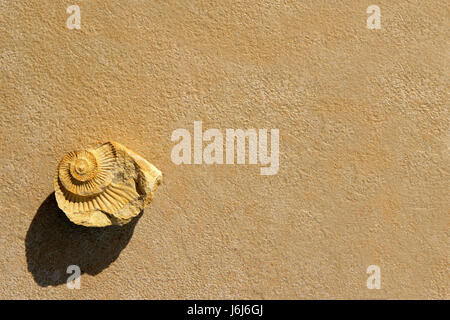 graphic shell spiral fossil conspicuous pictographic transparent backdrop Stock Photo