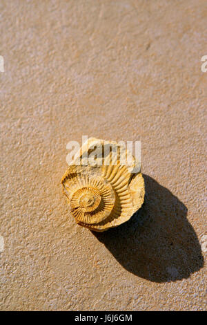 graphic shell spiral fossil conspicuous pictographic transparent backdrop Stock Photo