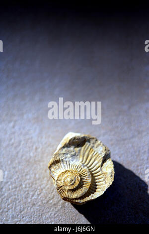 graphic shell spiral fossil conspicuous pictographic transparent backdrop Stock Photo