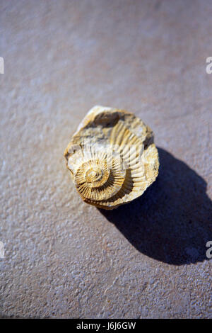 graphic shell spiral fossil conspicuous pictographic transparent backdrop Stock Photo