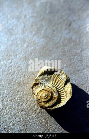 graphic shell spiral fossil conspicuous pictographic transparent backdrop Stock Photo