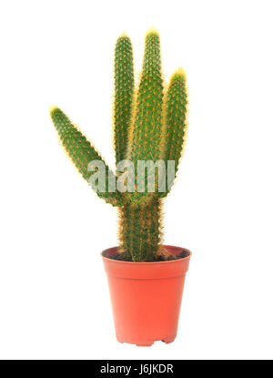 cactus in pot isolated white background Stock Photo