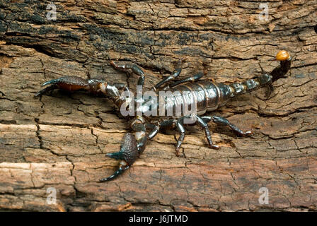 Imperial Scorpion Stock Photo