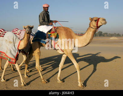 DUBAI, UNITED ARAB EMIRATES - 21 FEBRUARY 2005:  Racing camels are taken to training during early morning in Dubai. Photo by Paul Velasco Stock Photo