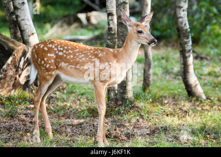 Whitetail Fawn Portrait Side View Stock Photo: 144611800 - Alamy