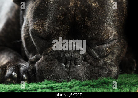 French bulldog sleeping on the floor closeup Stock Photo