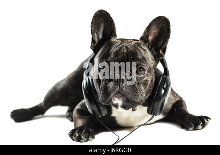French bulldog in headphones on white isolated background Stock Photo