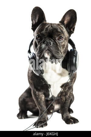 French bulldog in headphones on white isolated background Stock Photo