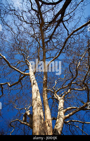 sycamore and clear blue sky Stock Photo