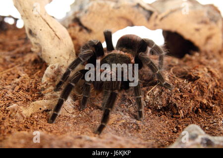 tarantula brachypelma vagans in terrarium Stock Photo