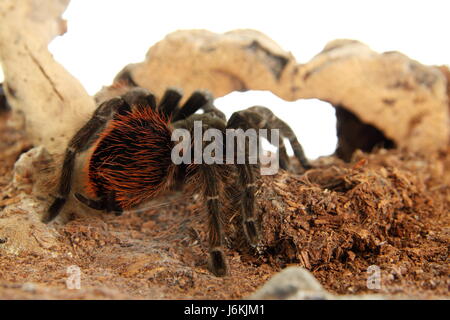 tarantula brachypelma vagans in terrarium Stock Photo