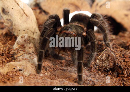 tarantula brachypelma vagans in terrarium Stock Photo