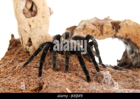 tarantula brachypelma vagans in terrarium Stock Photo