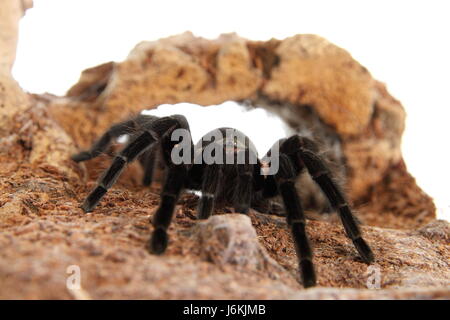 tarantula brachypelma vagans in terrarium Stock Photo