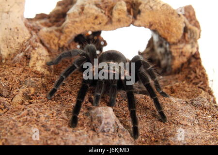 tarantula brachypelma vagans in terrarium Stock Photo