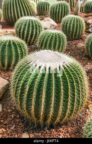 Fresh green cactus with needles closeup Stock Photo