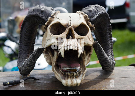 Vampire skull with rams horns Stock Photo