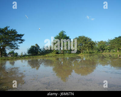 A rural scene in Balucuc, Apalit, Pampanga, showing the plowing of ...