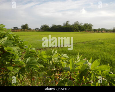 0859 Paddy fields Grasslands Sumacab Sur Norte, Cabanatuan City  01 Stock Photo