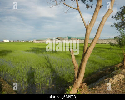 0859 Paddy fields Grasslands Sumacab Sur Norte, Cabanatuan City  05 Stock Photo