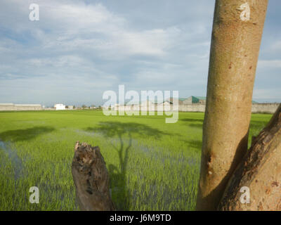 0859 Paddy fields Grasslands Sumacab Sur Norte, Cabanatuan City  07 Stock Photo