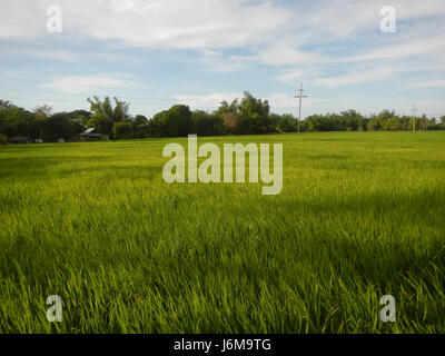 0859 Paddy fields Grasslands Sumacab Sur Norte, Cabanatuan City  09 Stock Photo