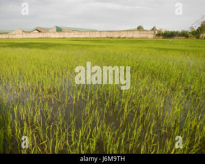 0859 Paddy fields Grasslands Sumacab Sur Norte, Cabanatuan City  10 Stock Photo