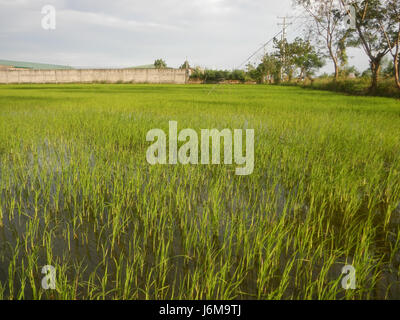 0859 Paddy fields Grasslands Sumacab Sur Norte, Cabanatuan City  11 Stock Photo