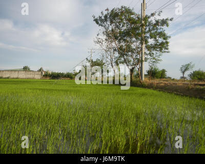 0859 Paddy fields Grasslands Sumacab Sur Norte, Cabanatuan City  12 Stock Photo